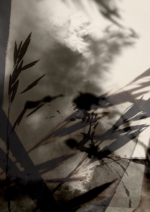 ink and shadow
