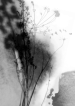 ink and shadows