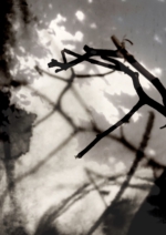 ink and shadows